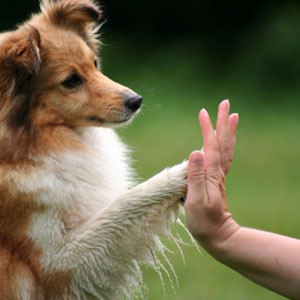 Truques para ensinar ao cão