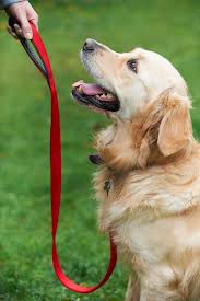 Adestramento de cães em São Paulo