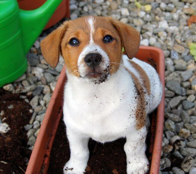 Como adestrar um cachorro vira-lata