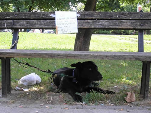 Não posso mais ficar com o meu cão? O que fazer?