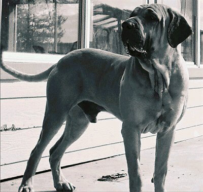 Como cuidar de um cão Fila Brasileiro