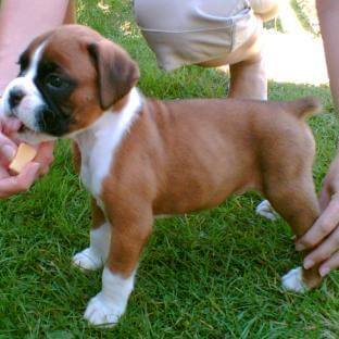 Como ensinar um Boxer a não pular