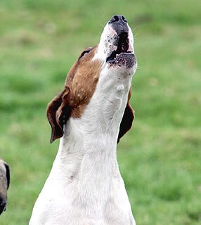 Cachorro que late demais quando você sai de casa