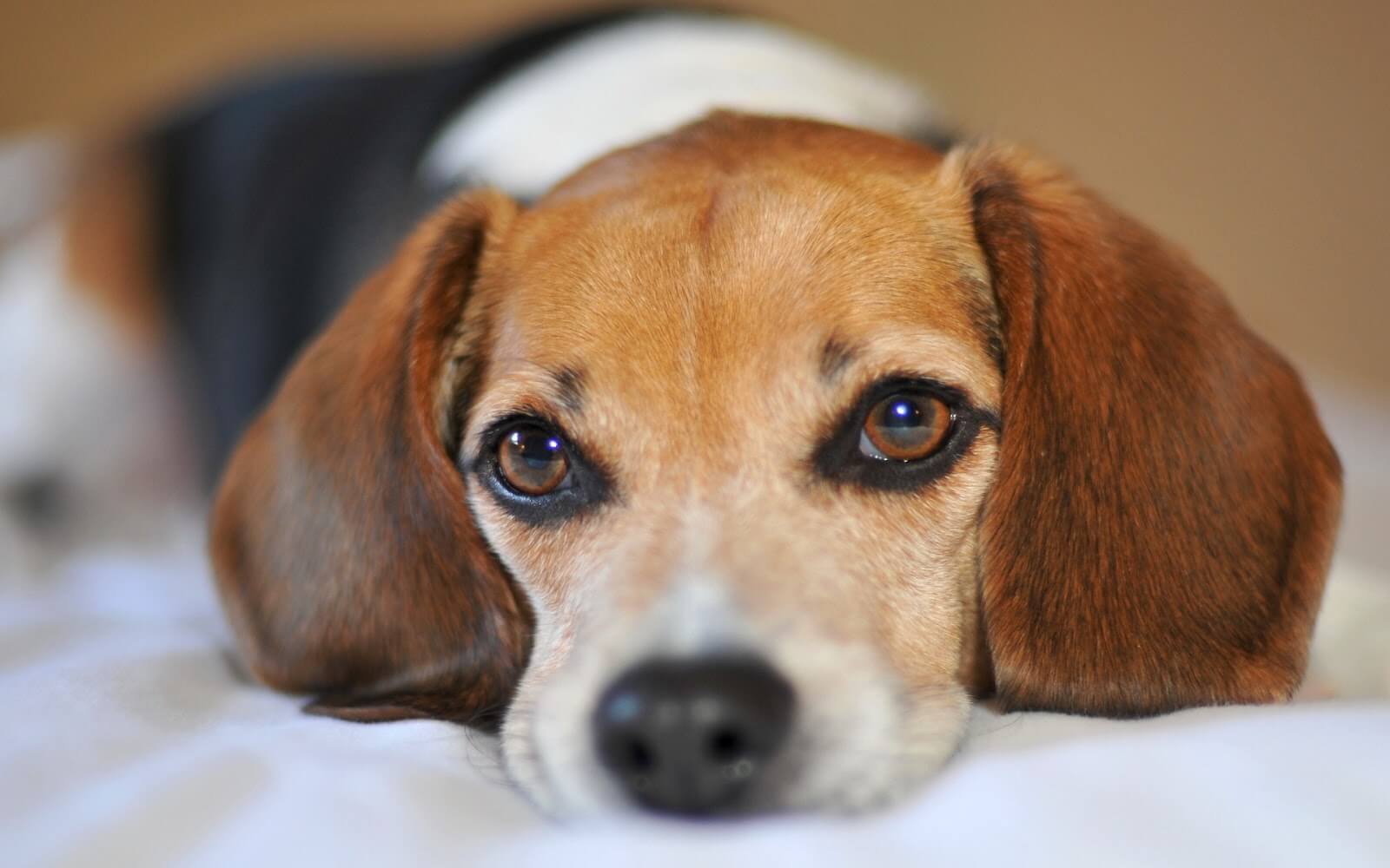 Cachorro comendo o próprio cocô. O que fazer?