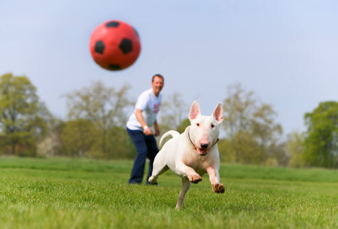 Como ensinar o cão a trazer as coisas para você?