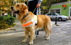 Como cuidar de um cão guia filhote em treinamento