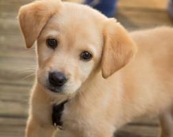 Como ensinar um filhote a dormir na casinha de cachorro