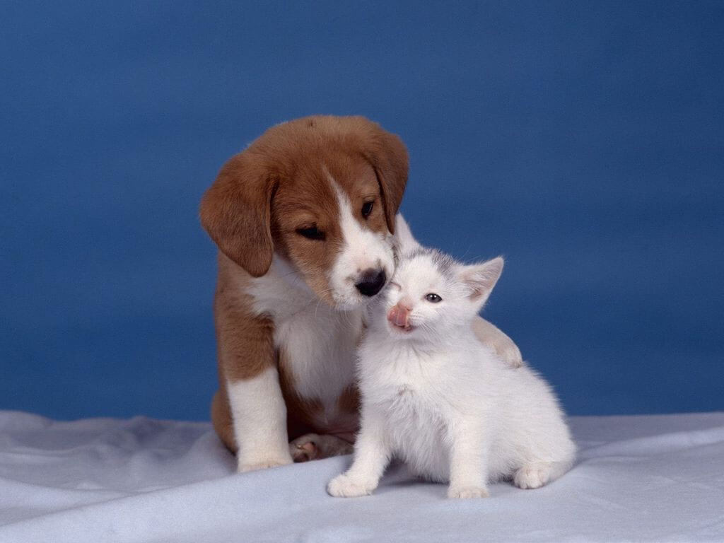 Como ensinar a um cão e um gato para que eles sejam amigos