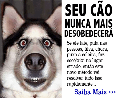 Clique aqui para entender como adestrar seu cão.